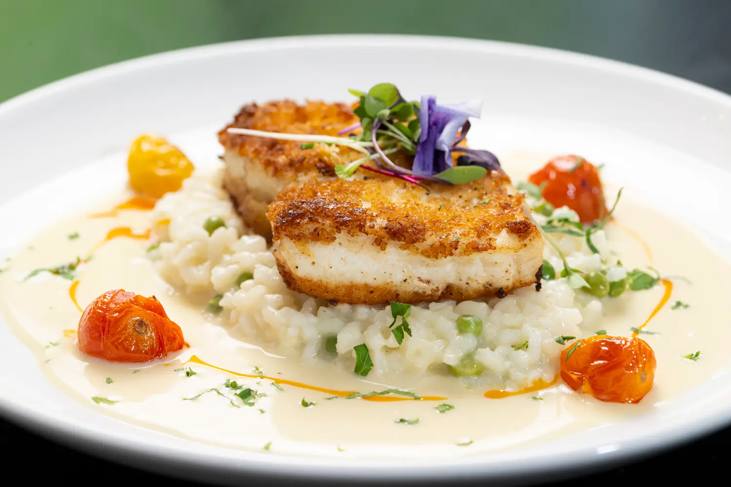 Parmesan crusted halibut with risotto from The Squire dinner menu